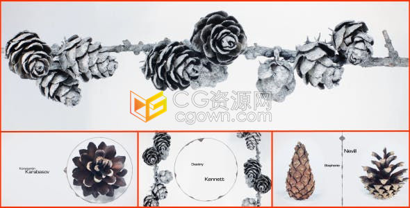 松果成熟后展示松球音波动画雪白优雅画面宣传标题视频片头-AE模板下载