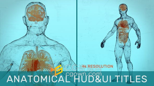 AE模板-HUD效果人体解剖学UI介绍标题身体脑心脏十二指肠FUI肠肝脏