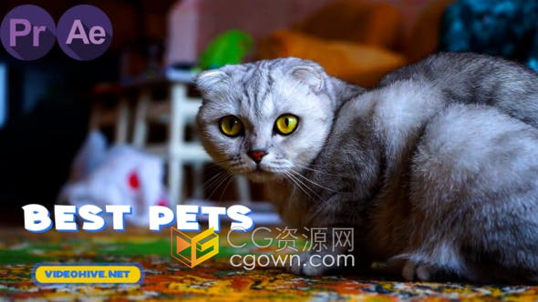 AE/PR模板-宠物店宣传幻灯片卡通图形动画动物介绍视频制作