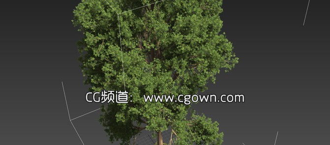 C4D与3dsMax插件真实植物场景模型包 Laubwerk Plants Kit 2 v1.012 支持Win&Mac