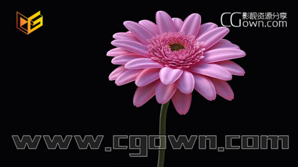 C4D教程 制作真实的非洲菊雏菊花 包括建模,材质,灯光和渲染