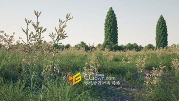 C4D插件Forester v1.5.5生成植物树木草地石头 + Expansion Pack V1&2预设包