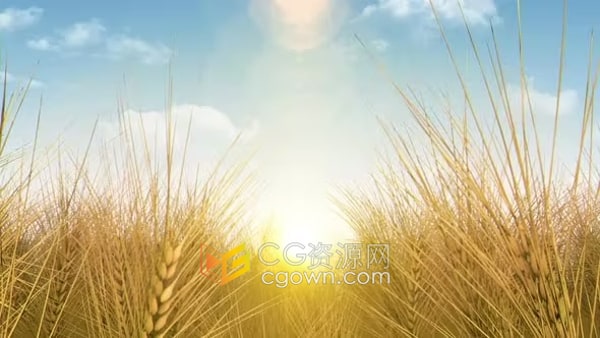 农业谷物农场麦田风光CG场景映射投影背景视频素材