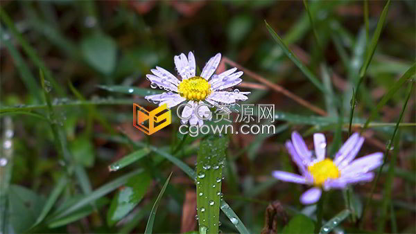 雨后的小清新彩色野菊花特写实拍视频素材