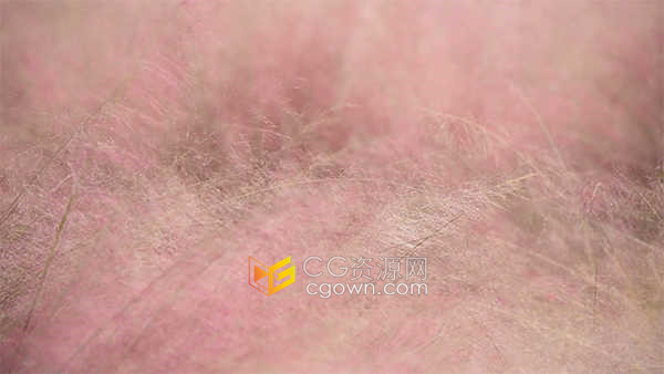 漂亮唯美粉黛乱子草风景空镜实拍视频素材