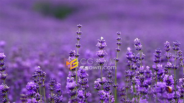 夏天唯美的解忧公主薰衣草园景区实拍视频素材