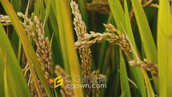 农田金色稻田麦穗收获的季节实拍视频素材