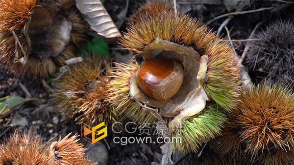 板栗生长丰收农业产区空镜头实拍视频素材