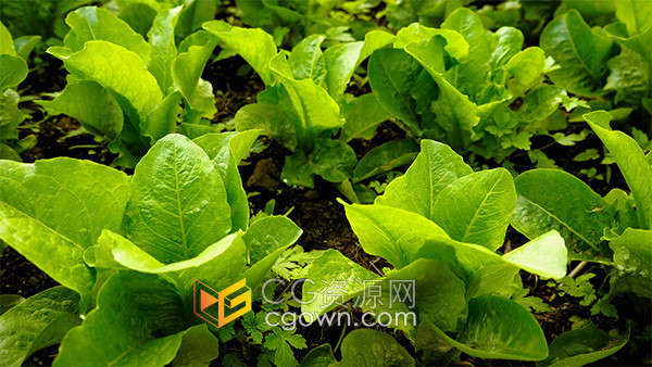 新鲜绿色有机蔬菜青菜农作物实拍视频