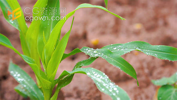 大雨过后的玉米田地雨滴水珠实拍视频素材