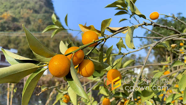 南方春天果园脆皮金桔果树植物实拍视频素材