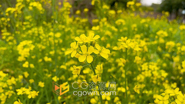 春天蔬菜园里随风摇曳的油菜花蜜蜂特写实拍视频素材