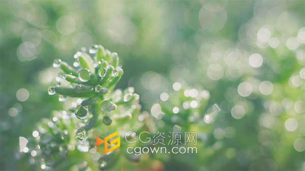 4K初春阳光下虚实光斑植物上的水滴实拍视频素材