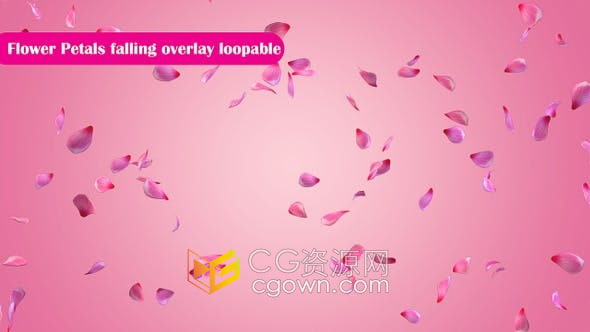 视频素材-带Alpha透明通道玫瑰花瓣飘落合成视频素材