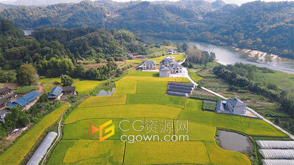 航拍美丽乡村金黄水稻田园风光实拍视频素材