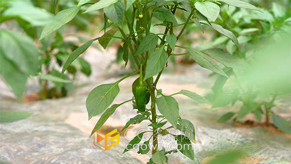 菜地里的绿色蔬菜青椒辣椒特写镜头实拍视频素材