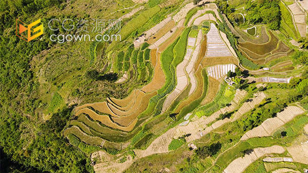 农村山坡水稻梯田农业农村经济发展实拍视频