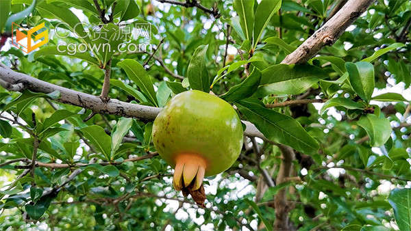 石榴树上的绿色青涩果实实拍视频素材