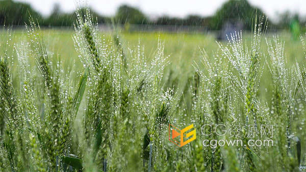 唯美毛毛细雨中绿油油的小麦农业产物农作物