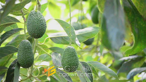 农业种植园鳄梨哈斯牛油果挂在树上实拍视频素材