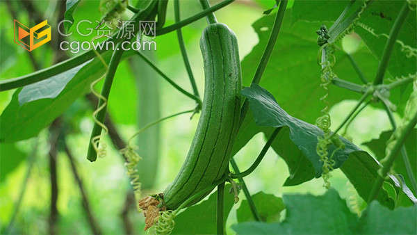 农家农田丝瓜藤上生长成熟的果实实拍视频