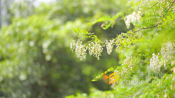 夏天清新意境空镜盛开的槐树花实拍视频