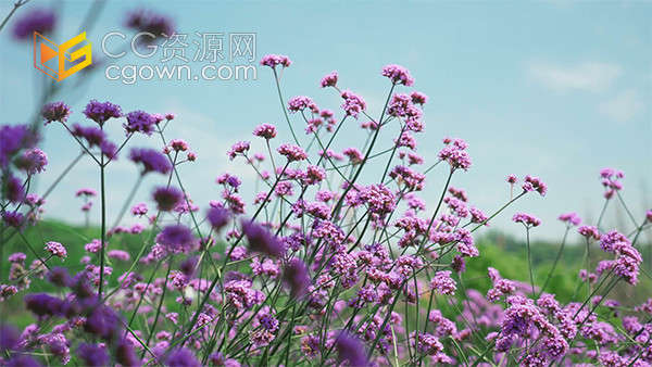 盛开的马鞭草紫色花朵夏天风景实拍视频素材