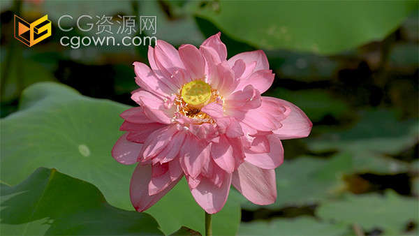 实拍唯美夏天池塘里绽放的荷花视频素材