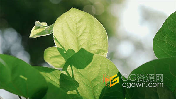 农作物自然风景空镜头树叶透光实拍视频素材