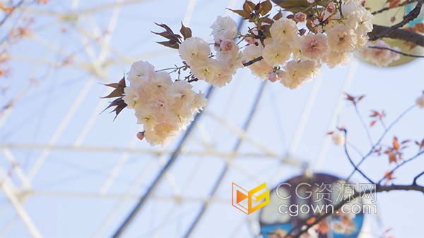 春游游乐园小清新摩天轮旁的樱花实拍视频素材