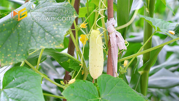 实拍夏日乡村风光绿色蔬菜黄瓜自然风景视频