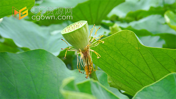 夏日风光荷花里的莲蓬果实意境视频素材