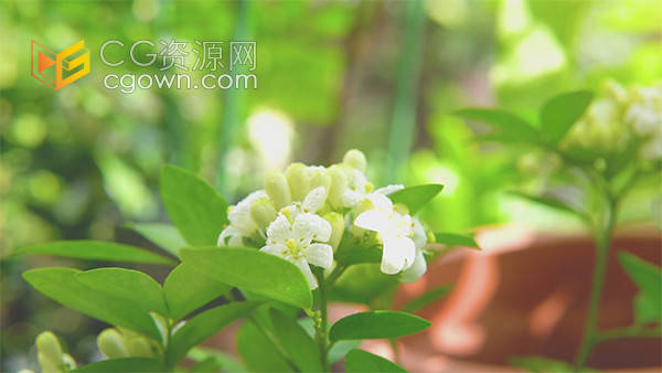 夏天阳光下花朵朦胧虚化意境实拍视频素材