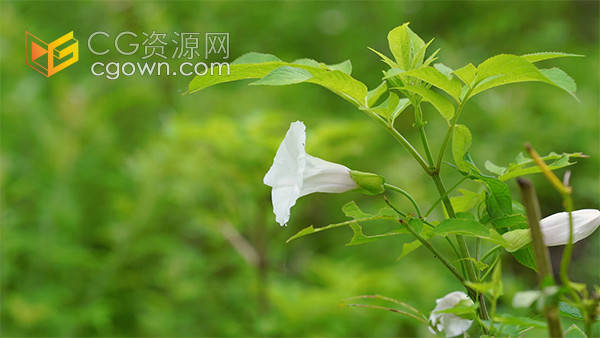 实拍唯美夏日风光牵牛花自然空境视频素材