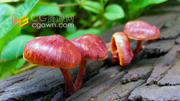 实拍户外山中森林里朽木上的蘑菇视频素材