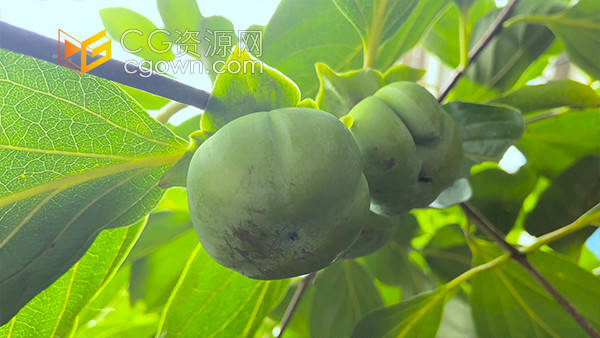 夏季水果柿子树柿子果实农业种植实拍视频素材