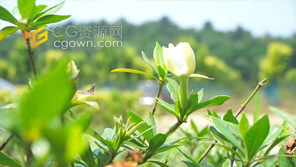 夏天自然风景白色栀子花朵花开实拍视频素材
