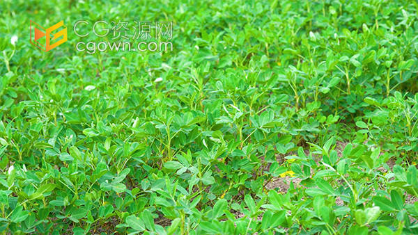 美丽乡村美景种植的花生地自然实拍视频