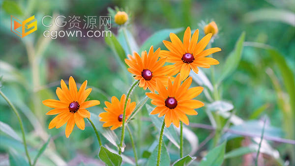 实拍户外唯美夏日菊花鲜花花卉意境视频素材