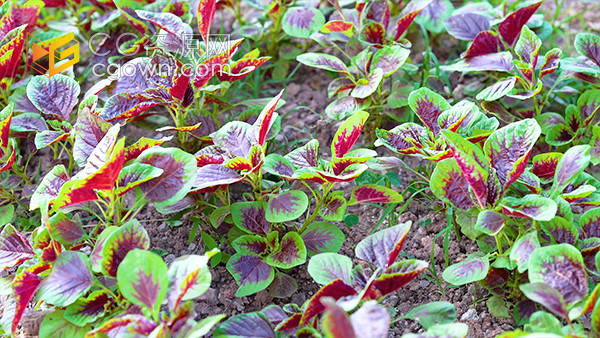 实拍乡村农村田园菜地里的绿色紫苏蔬菜视频素材