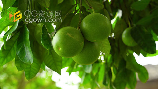 农村田园成熟的青柚子橘子植物实拍视频素材