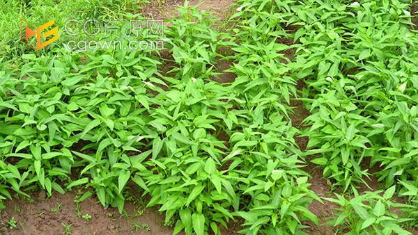 实拍农村田园菜地里绿色蔬菜空心视频素材