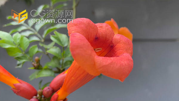 实拍室内盆栽喇叭花火红色花朵盛开视频素材