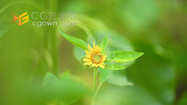 实拍唯美夏日向日葵小花苗自然视频素材