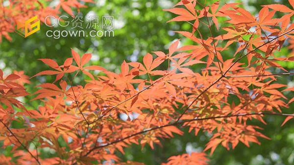 实拍夏天阳光下的枫树植物树叶特写视频素材