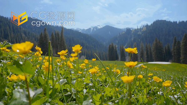 大山森林中随风摇曳的花自然风光实拍