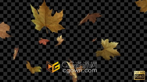 视频素材-金黄枫叶飘零带通道秋叶飘落元素免费下载