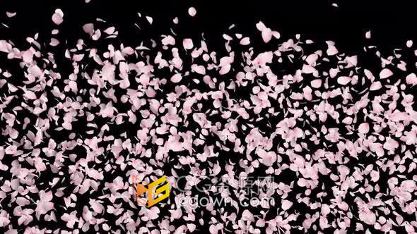 视频素材-樱花花瓣庆祝爆炸慢动作镜头带透明Alpha通道