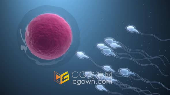 视频素材-精子和卵细胞结合生育受精演示动画效果视频