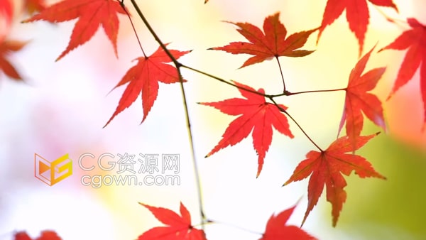 秋天红色叶子秋季风景实拍视频素材免费下载